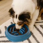 Gamelle pour chien - Anti-glouton