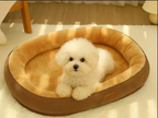 Dog basket
