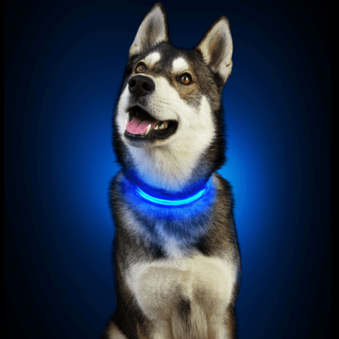 Collier lumineux pour chien - Colliers pour sécurité nocturne
