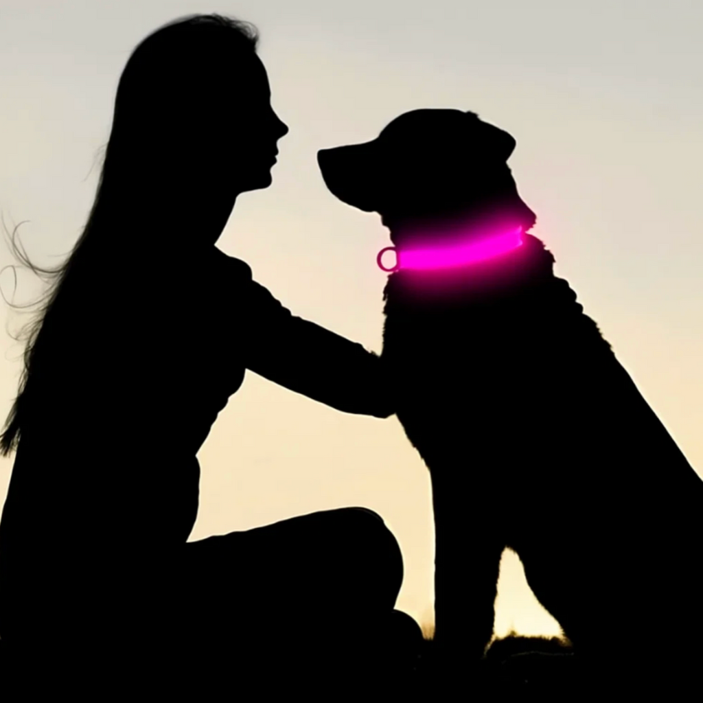 Collier lumineux pour chien - Colliers pour sécurité nocturne