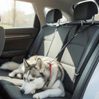 Dog seat belt 