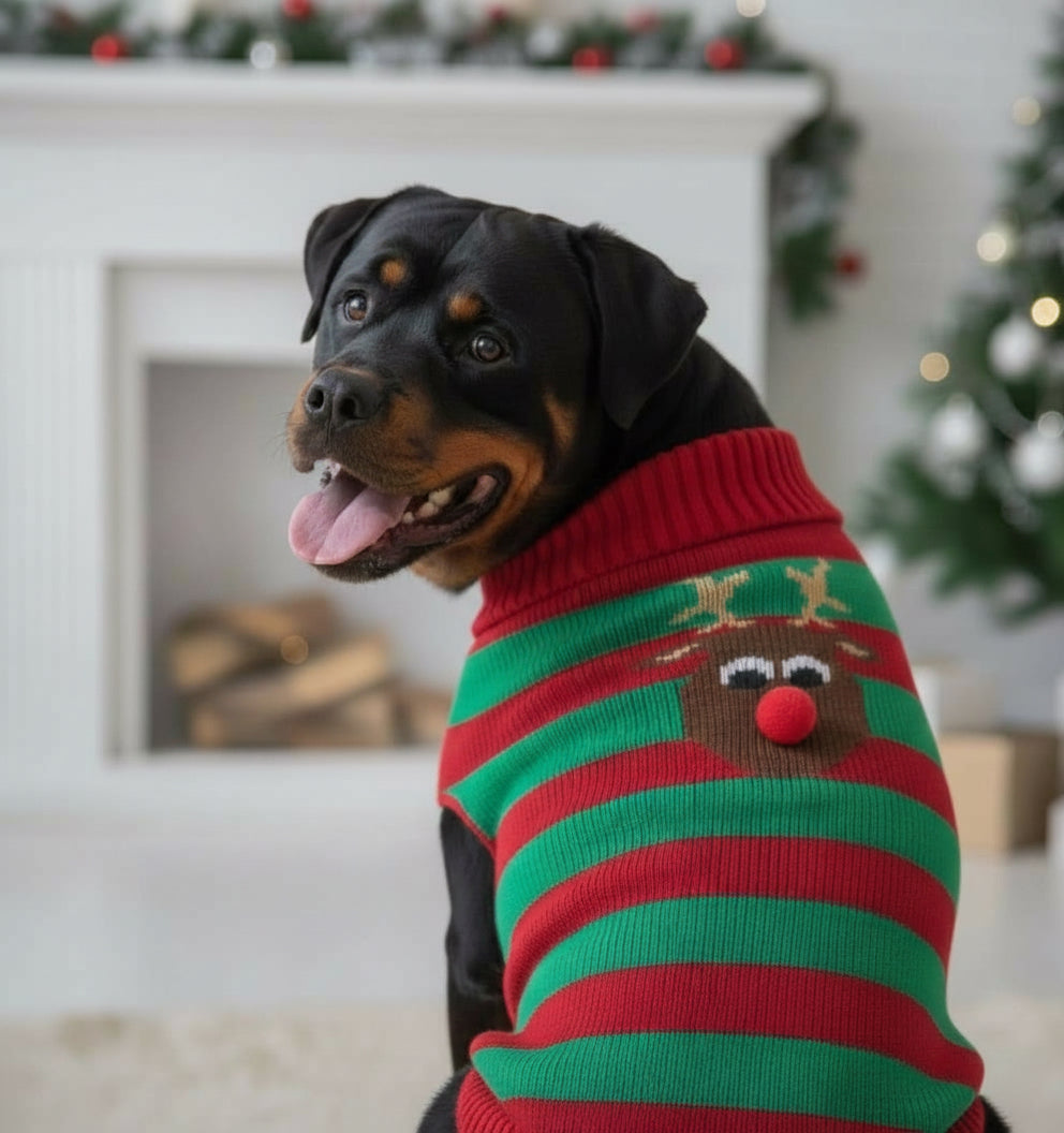 Pull de Noël pour grand chien