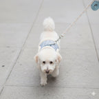 Harnais rembourré pour petit chien