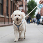 Harnais rembourré pour petit chien