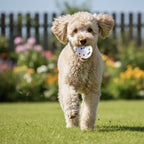 Balle anti-stress pour Chien