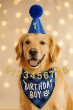 Accessoires d'anniversaire pour chien et chat