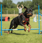 Harnais pour chien - harnais d’apprentissage