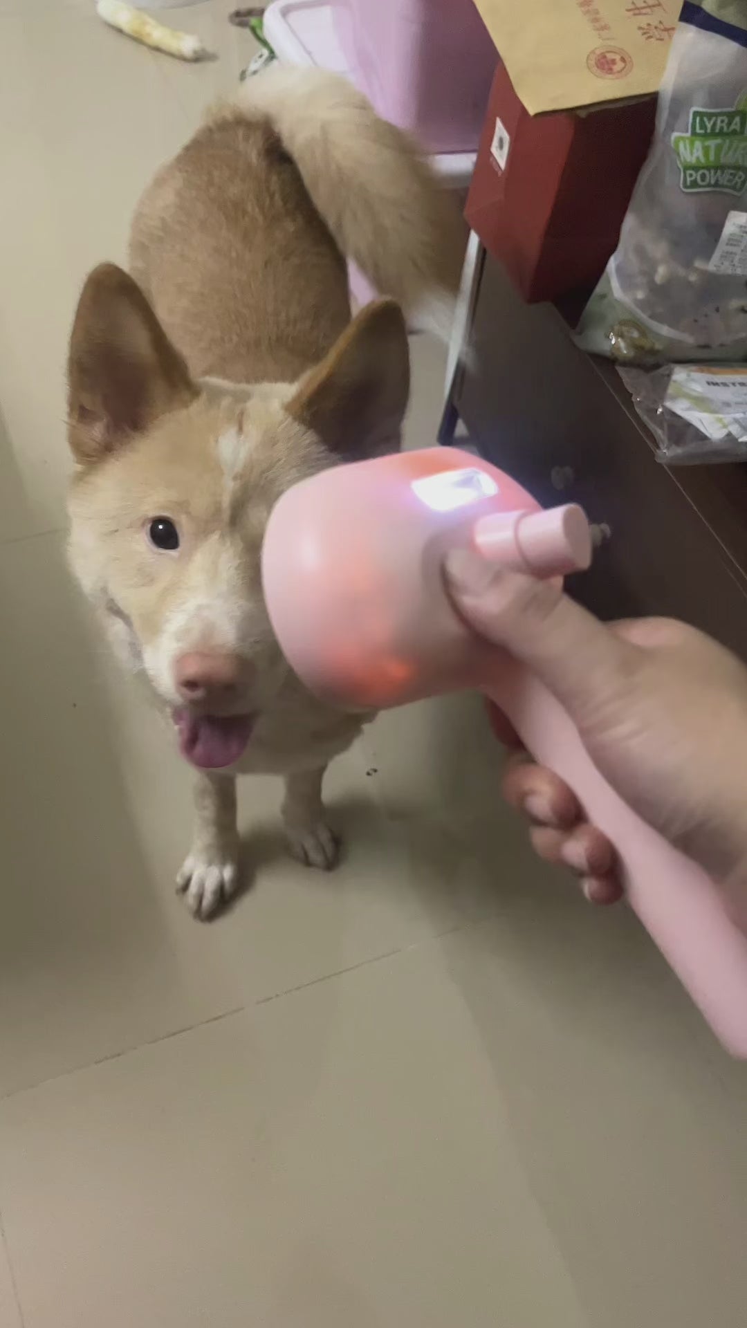 Brosse à vapeur pour chats et chiens